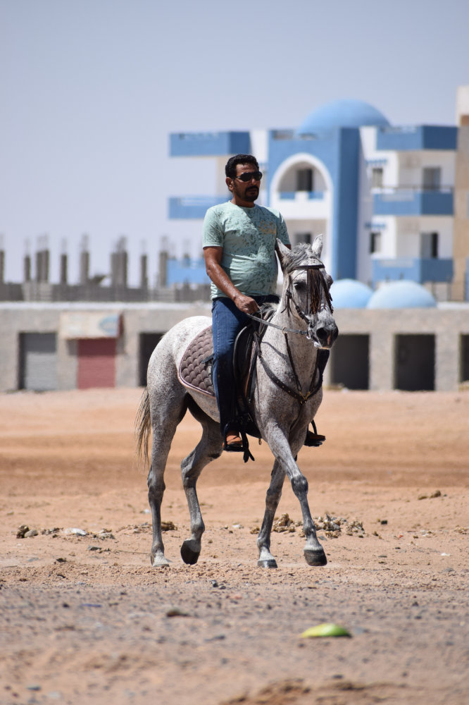 Horse & Animal Park Hurghada – Impression 10