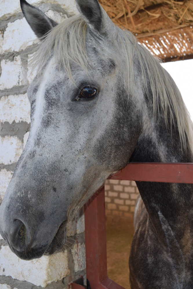 Horse & Animal Park Hurghada – Impression 20